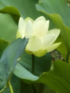 Nouveaux cours collectifs de tai chi chuan et de qi gong avec Michel Mathé
