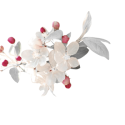 fleurs