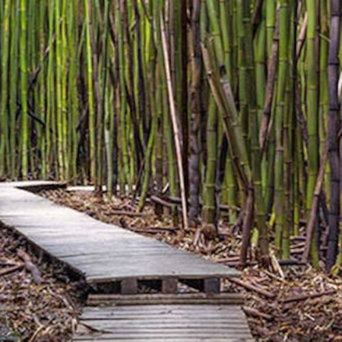 Tarifs Tai Chi Viet 85, cours de Tai chi chuan et Qi Gong en Vendée avec Michel Mathé