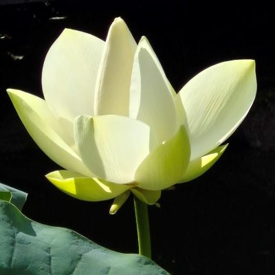 Nouveaux cours de Tai Chi Chuan et de Qi Gong avec Michel Mathé à la Roche sur Yon pour l'association Tai Chi Viet 85