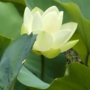 Nouveaux cours collectifs de tai chi chuan et de qi gong avec Michel Mathé